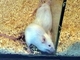 Ratón doméstico<br />(Mus musculus)