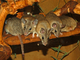 Ratón espinoso de Asia Menor<br />(Acomys cilicicus)