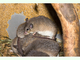 Ratón espinoso de Asia Menor<br />(Acomys cilicicus)