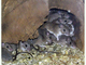Ratón espinoso de Creta<br />(Acomys minous)