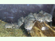 Ratón espinoso de Creta<br />(Acomys minous)