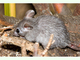 Ratón espinoso egipcio<br />(Acomys cahirinus)