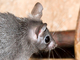 Ratón espinoso egipcio<br />(Acomys cahirinus)