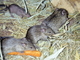 Ratón rayado del Nilo<br />(Arvicanthis niloticus)
