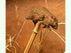 Ratón rayado del Nilo<br />(Arvicanthis niloticus)