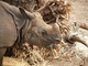 Rinoceronte indio<br />(Rhinoceros unicornis)