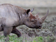 Rinoceronte negro<br />(Diceros bicornis)