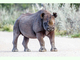 Rinoceronte negro<br />(Diceros bicornis)