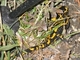 Salamandra común<br />(Salamandra salamandra)
