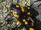 Salamandra común<br />(Salamandra salamandra)