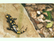 Salamandra penibética<br />(Salamandra longirostris)