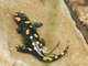 Salamandra penibética<br />(Salamandra longirostris)