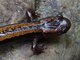 Salamandra rabilarga<br />(Chioglossa lusitanica)