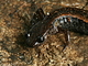 Salamandra rabilarga<br />(Chioglossa lusitanica)