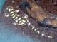 Salamandra tigre<br />(Ambystoma tigrinum)