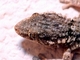 Salamanquesa común<br />(Tarentola mauritanica)