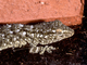 Salamanquesa común<br />(Tarentola mauritanica)