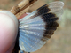 Saltamontes de alas azules<br />(Oedipoda caerulescens)