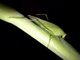 Saltamontes verde meridional<br />(Phaneroptera nana)