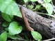 Sanguijuela japonesa de montaña<br />(Haemadipsa zeylanica)