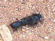 Intentando atrapar a un <a href='ficha.php?id=4559'>escarabajo pelotero Scarabaeus cicatricosus</a>, por Antonio Serrano