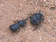 Intentando atrapar a un <a href='ficha.php?id=4559'>escarabajo pelotero Scarabaeus cicatricosus</a>, por Antonio Serrano