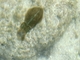 Sepia común<br />(Sepia officinalis)