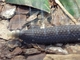 Serpiente de cascabel mejicana<br />(Crotalus basiliscus)