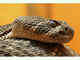 Serpiente de cascabel oriental<br />(Crotalus atrox)