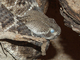 Serpiente de cascabel oriental<br />(Crotalus atrox)