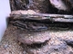 Serpiente real común<br />(Lampropeltis getula)