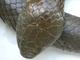 Serpiente tigre del este<br />(Notechis scutatus)