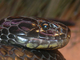 Serpiente tigre del este<br />(Notechis scutatus)
