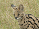 Serval<br />(Leptailurus serval)