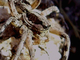 Tarántula mediterránea<br />(Lycosa hispanica)