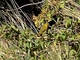 Tejedor común<br />(Ploceus cucullatus)