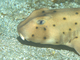Tiburón cornudo<br />(Heterodontus francisci)