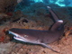 Tiburón de arrecife de punta blanca<br />(Triaenodon obesus)