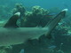 Tiburón de arrecife de punta blanca<br />(Triaenodon obesus)