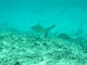 Tiburón de arrecife de puntas negras<br />(Carcharhinus melanopterus)