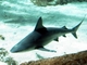 Tiburón gris<br />(Carcharhinus plumbeus)