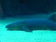 Tiburón nodriza<br />(Ginglymostoma cirratum)