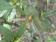 Típula fascipennis<br />(Tipula fascipennis)