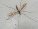 Típula gigante<br />(Tipula maxima)