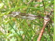 Típula gigante<br />(Tipula maxima)