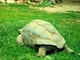 Tortuga gigante de Aldabra<br />(Aldabrachelys elephantina)