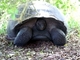 Tortuga gigante de Galápagos<br />(Geochelone nigra)