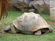 Tortuga gigante de Galápagos<br />(Geochelone nigra)