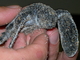 Tortuga laúd<br />(Dermochelys coriacea)
