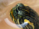 Tortuga pintada<br />(Chrysemys picta)